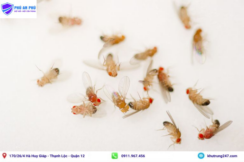 Tổng hợp các cách diệt ruồi giấm trong nhà, nhà vệ sinh và nhà bếp