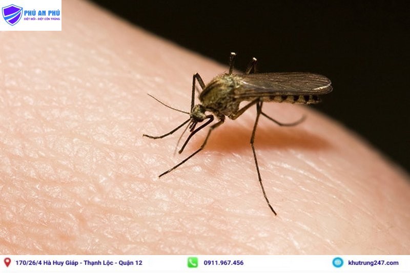 Tổng hợp các cách diệt muỗi tại nhà an toàn và hiệu quả